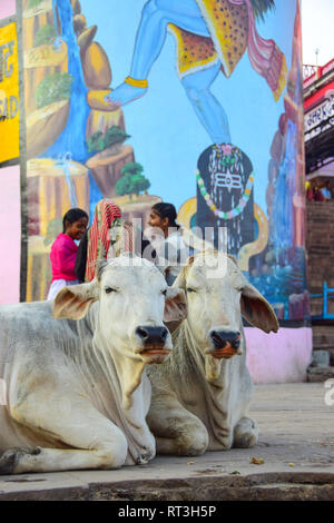 Les vaches, Varanasi, Inde Banque D'Images
