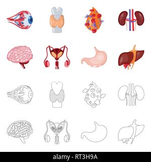 Globe oculaire,,dorsale,sang,rein,cerveau estomac foie,urinaire,,eye,plasma,spinal,esprit,system,tube,cornée,os,cell,renseignement,haricots,excrétrice,corps gastrique,muscle,couches,couvrir,transplant,science,vessie,la douleur,la biologie,structure,scientifique,recherche,de,laboratoire d'organes internes,anatomie,médical,des,santé,,set,icône,,illustration,collection,isolé,design,graphisme,élément vecteur vecteurs,signer , Illustration de Vecteur