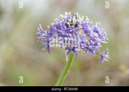 Scilla peruviana Banque D'Images