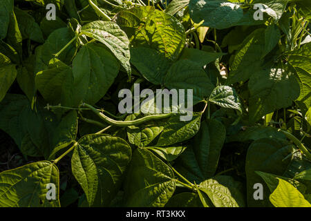 Bush sur le terrain de plus en plus de haricots Banque D'Images