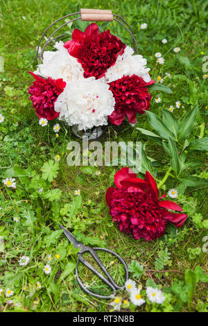 Bouquet de pivoines blanches et rouges dans le fil panier et ciseaux sur un pré Banque D'Images