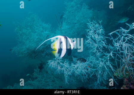 [Heniochus acuminatus petit bannerfish] avec corail noir [Antipathes dichotoma]. La Papouasie occidentale, en Indonésie. Banque D'Images