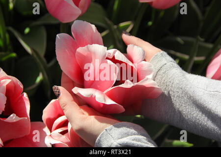 Sweat gris en fille douce fleur rose toulip détient dans ses mains macro, Close up, sunlights. Printemps en jardin de fleurs Keukenhof, Pays-Bas, Banque D'Images