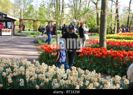 Lisse, Pays-Bas, Holland - Mai 2016 : Funny little asia girl et son père jouer sur fond jaune et rouge magnifiques tulipes et jonquilles narcisse Banque D'Images