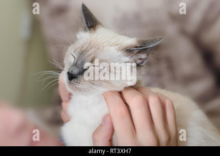 L'homme a les mains se gratter derrière l'oreille d'un chaton. Banque D'Images