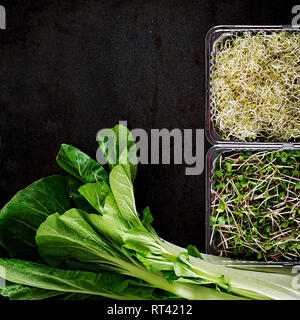 Le Bok choy ou chinois-chou et pousses sur tableau noir. Pak choi. Vue d'en haut Banque D'Images