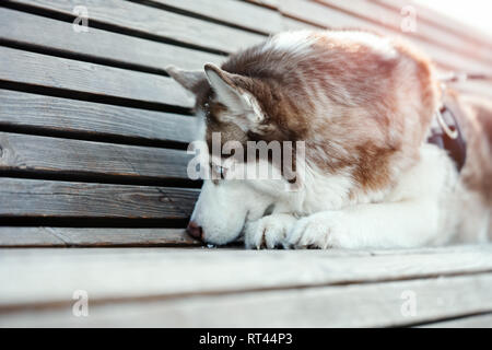 Portrait de chien Husky Sibérien mignon triste sur une marche. Chien perdu son propriétaire dans le parc moderne de jour d'hiver ensoleillé et portant sur l'établi. Banque D'Images