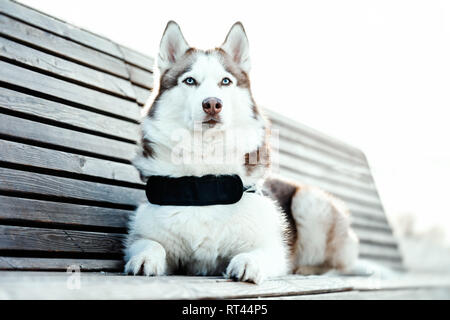 Portrait de blue eyed beau chien husky de Sibérie portant sur un banc dans le parc moderne aux beaux jours d'hiver. Banque D'Images