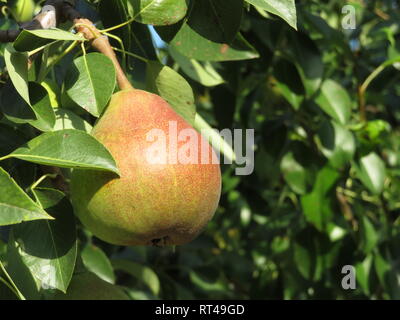 Poire mûre accroché sur une branche d'arbre en journée ensoleillée. Pear Tree dans le verger d'été Banque D'Images