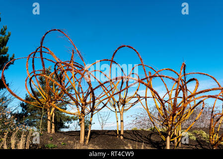 Tordu, plié et attaché des branches de saule en formes artistiques. Banque D'Images