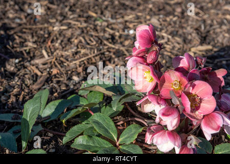 × Helleborus ballardiae HGC, gel Rose Gel Rose Helleborus Helleborus, Hgc Gel rose  = Coseh 710, Ranunculaceae, Banque D'Images