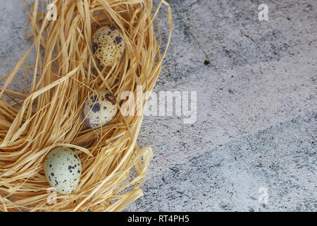 Les oeufs de caille dans le foin. country style. groupe d'oeufs de caille frais sur béton léger. Banque D'Images