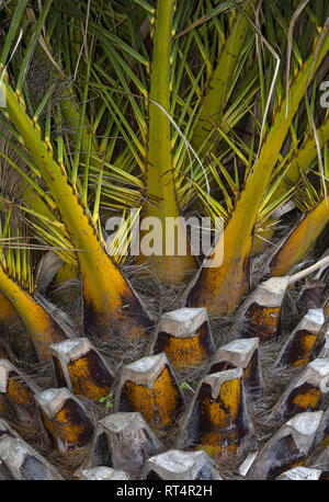 Palmier abstract Banque D'Images
