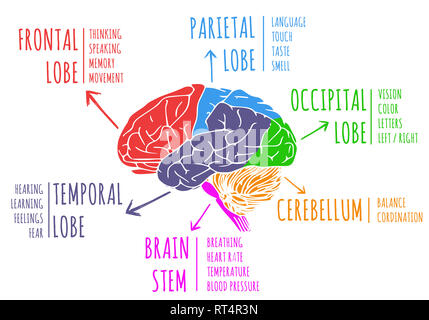 Illustration de la région du cerveau et la fonction Banque D'Images