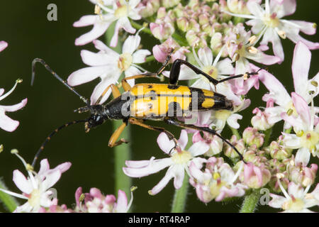 Un mâle repéré longicorne asiatique (Rutpela maculate), le nom de )(Strangalia maculate), perché sur une fleur. Banque D'Images