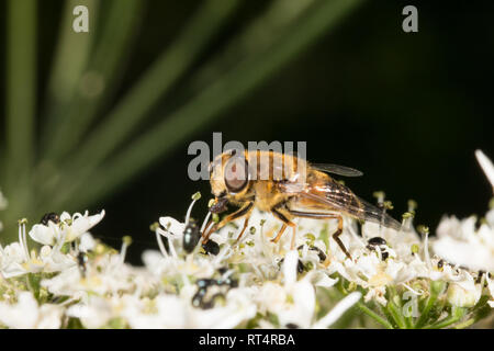 Un Drone fly (Eristalis tenax). c'est une espèce de Hoverfly, qui sont parfois appelés mouches syrphes ou fleurs. Banque D'Images