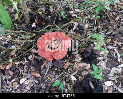 Rafflesia, la plus grande fleur du monde sabah Malaisie Banque D'Images