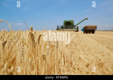 L'ensileuse agricole travaillant dans un champ de blé Banque D'Images