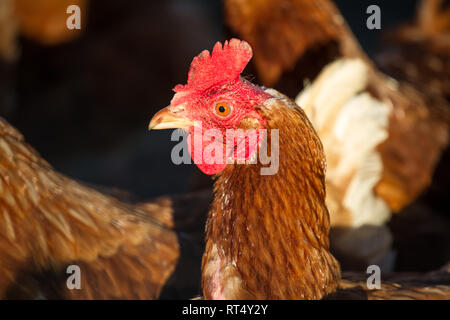Oeufs de poules pondeuses (Gallus gallus domesticus) Banque D'Images