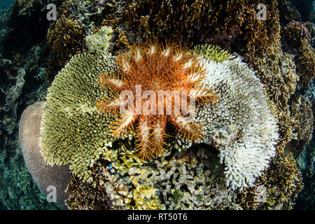 Une couronne d'épines étoile de mer se nourrit d'une colonie de corail vivant dans la région de Raja Ampat, en Indonésie. Banque D'Images