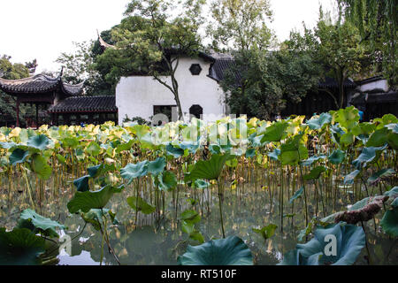 Réflexions de l'eau du lac dans un jardin plein de plantes aquatiques, Chine Banque D'Images