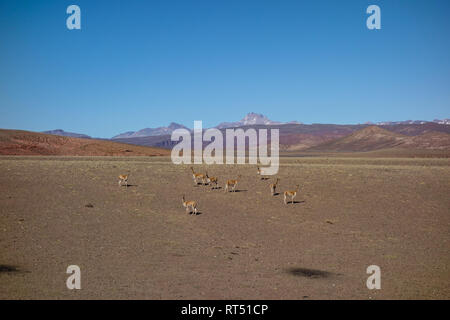 Un troupeau de vigognes dans le sud-ouest de la Bolivie près de Tupiza Banque D'Images