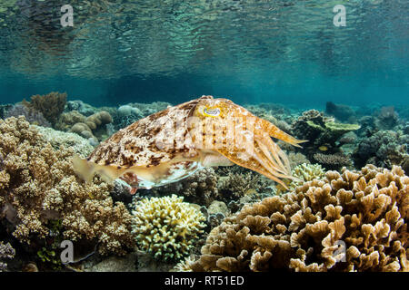 Un broadclub seiche plane au-dessus d'un récif corallien peu profond à Raja Ampat, en Indonésie. Banque D'Images