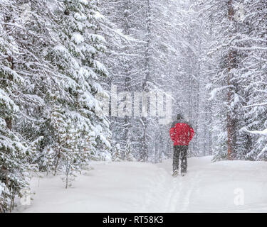 Lone walker dans une veste rouge sur un sentier de la forêt couverte de neige dans une tempête de neige au-dessus du lac Maligne, parc national Jasper, Alberta, Canada Banque D'Images