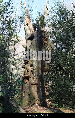 Intéressant et étrange tronc de l'arbre en bois de Sussex Banque D'Images