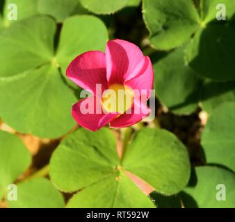 Une fleur de cerisier fleur Oxalis purpurea Banque D'Images