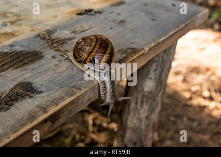 Big brown snail shell à ramper sur l'établi, la journée d'été dans le jardin Banque D'Images