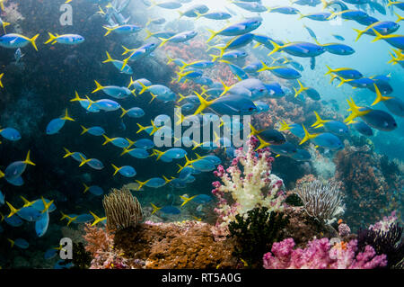 Paysage avec des récifs coralliens coraux mous [Dendronephthya sp.] et une école mixte de fusiliers Yellowback [Ceasio teres] et corps profond fusiliers [Caesio c Banque D'Images