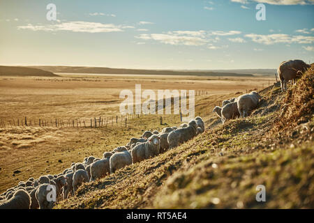 Chili, Terre de Feu, troupeau de moutons sur les pâturages d'une estancia Banque D'Images