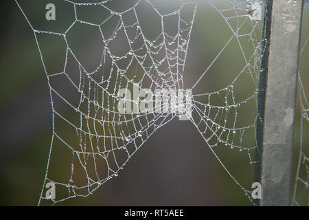 Cobweb tourné sur une barrière métallique, première chose dans la matinée, il est couvert de gouttes de rosée sur un matin d'automne brumeux en Angleterre Banque D'Images