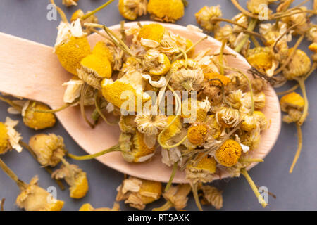 Fleurs de camomille séchées dans une cuillère en bois sur une plaque gris. Concept d'assainissement naturel Banque D'Images