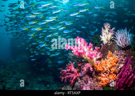 Paysage avec des récifs coralliens coraux mous [Dendronephthya sp.] et d'une école de fusiliers Yellowback [Ceasio teres]. La Papouasie occidentale, en Indonésie. Banque D'Images