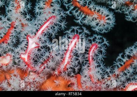 Polypes de corail du ventilateur [Solenocaulon akalyx]. La Papouasie occidentale, en Indonésie. Banque D'Images