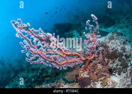 [Solenocaulon akalyx gorgones] le récif de corail. La Papouasie occidentale, en Indonésie. Banque D'Images