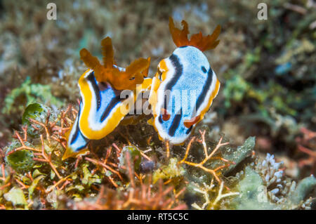 Superbe Chromodoris [Chromodoris magnifica] paire. Puerto Galera, Philippines. À l'ouest du Pacifique. Banque D'Images