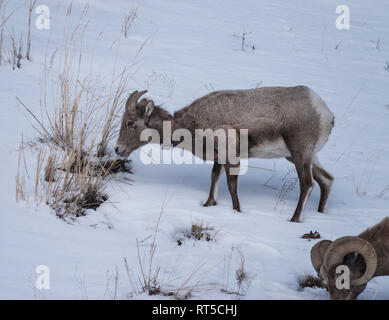 Bighorn​ juvénile des moutons paissant sur les rares herbes dans le Parc National de Yellowstone dans l'hiver de 2019. Banque D'Images