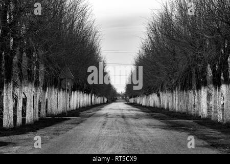 Une rangée d'arbres, en noir et blanc, le long de la route, un arbre effrayant intéressant, demi-scène peint en blanc, comme la protection contre les insectes Banque D'Images