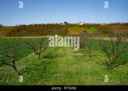 De belles terres arables en Voïvodine, de vergers et de terres agricoles près de la Fruska Gora, en Serbie un terrain fertile Banque D'Images