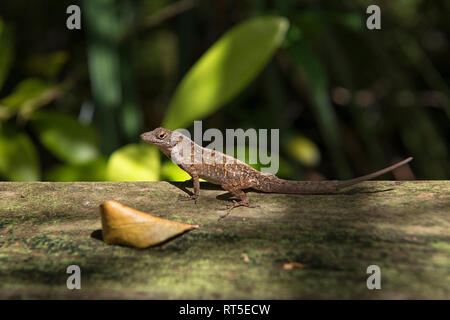 États-unis d'Amérique, Floride, Everglades, Copeland, Brown Anole (Anolis sagrei) sur un tronc d'arbre dans le parc d'état de Fakahatchee Strand préserver Banque D'Images