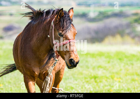 Cheval brun avec une longue crinière dans champ de fleur contre ciel, Serbie Voïvodine, près de Fruska Gora Banque D'Images