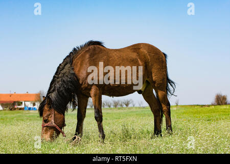 Beau cheval brun tranquillement dans un pâturage pâturage sur prairie près de Fruska Gora, en Serbie, Vojvodina Banque D'Images