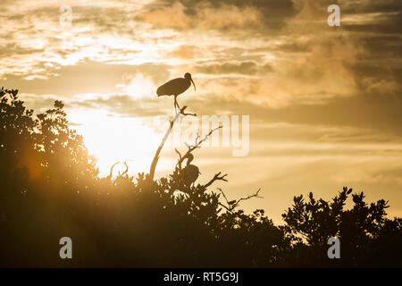 États-unis d'Amérique, Floride, Miami Beach Island, Florida Keys, silhouette d'un Ibis blanc (Eudocimus albus) sur une branche pendant le lever du soleil Banque D'Images