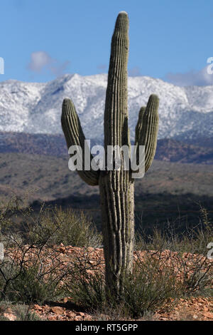 Une tempête de neige apporte aux quatre sommets de montagnes vu depuis le désert à l'extérieur de Phoenix, en Arizona. Banque D'Images