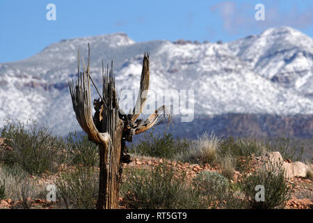 Une tempête de neige apporte aux quatre sommets de montagnes vu depuis le désert à l'extérieur de Phoenix, en Arizona. Banque D'Images