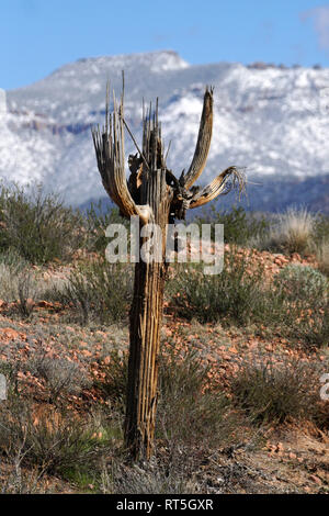 Une tempête de neige apporte aux quatre sommets de montagnes vu depuis le désert à l'extérieur de Phoenix, en Arizona. Banque D'Images