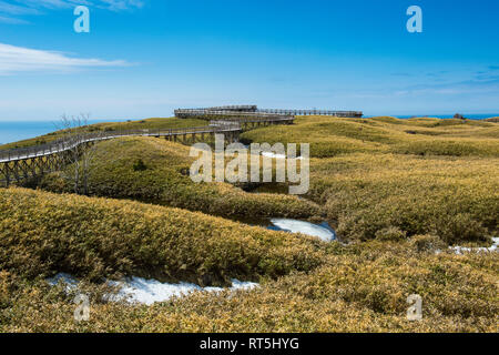 Hokkaido, le Parc National de Shiretoko, domaine de Veitch's bambou dans la région des lacs de Shiretoko Goko Banque D'Images